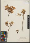 Foto von Salix phlebophylla Andersson